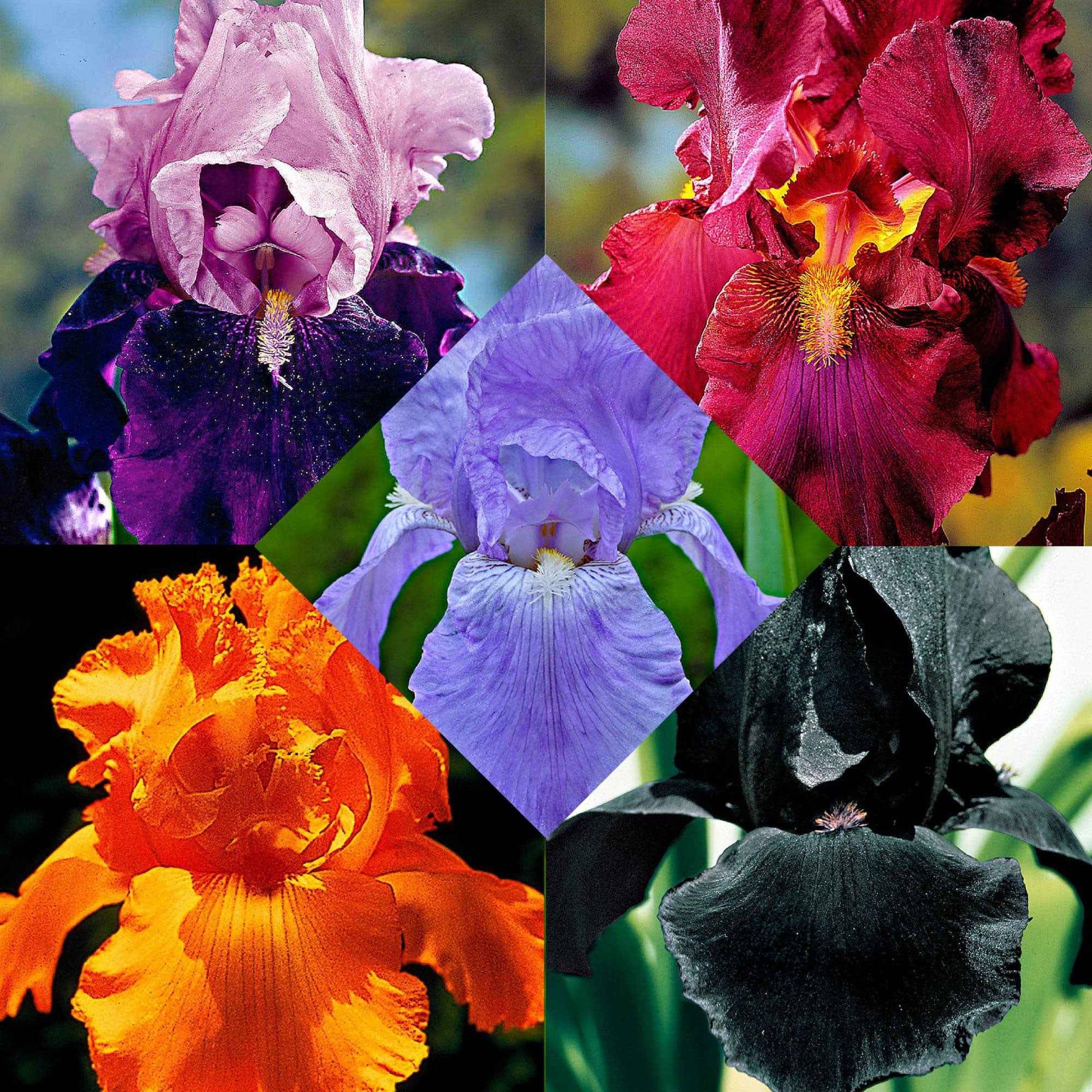 Schwertlilien Mischung 'Magic Melange' (x5) - Bakker