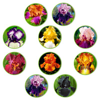 Iris Mischung 'Flowertastic' - Iris germanica 'florentina' - Bakker