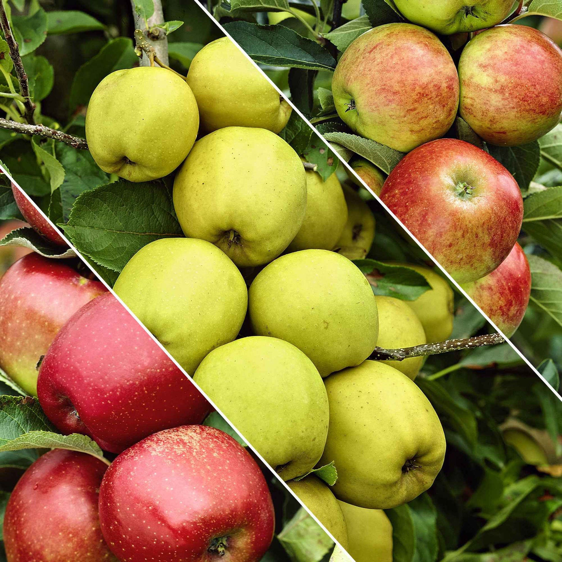 Malus domestica Jonagored, Golden Delicious, Elstar - Apfelbaum auf Stamm, 3 Sorten in 1 - Apfelbäume