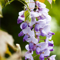 Chinesischer Blauregen 'Caroline' - Wisteria sinensis 'caroline' - Bakker
