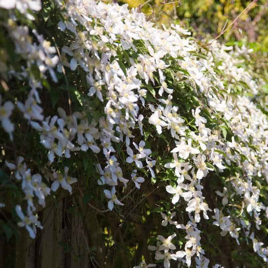 Berg-Waldrebe ‘Grandiflora’ - Bakker