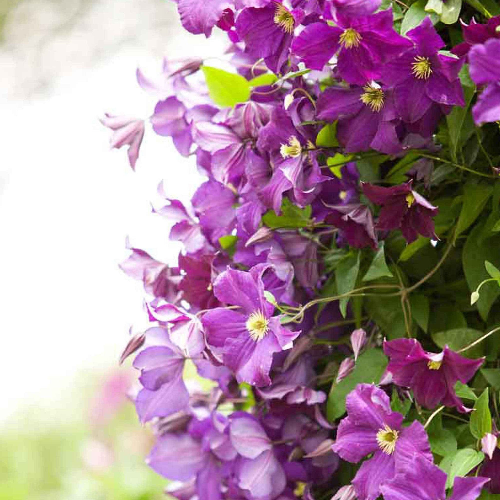 Waldrebe 'Warszawska Nike' - Clematis Warszawska Nike - Bakker