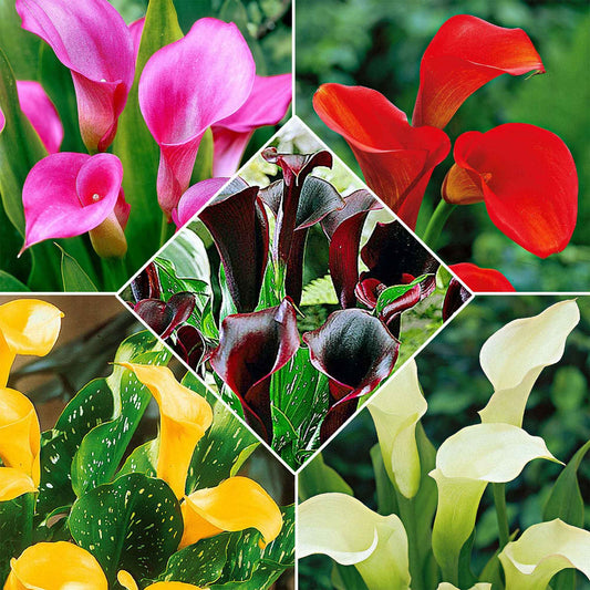 Calla Mischung (x5) - Bakker