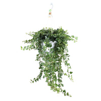 Hedera helix wonder - Efeu 'Wonder' - Efeu - Hedera