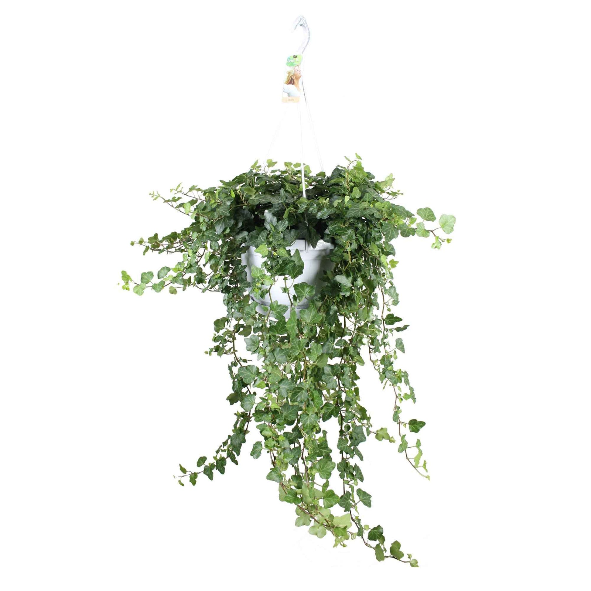 Hedera helix wonder - Efeu 'Wonder' - Efeu - Hedera