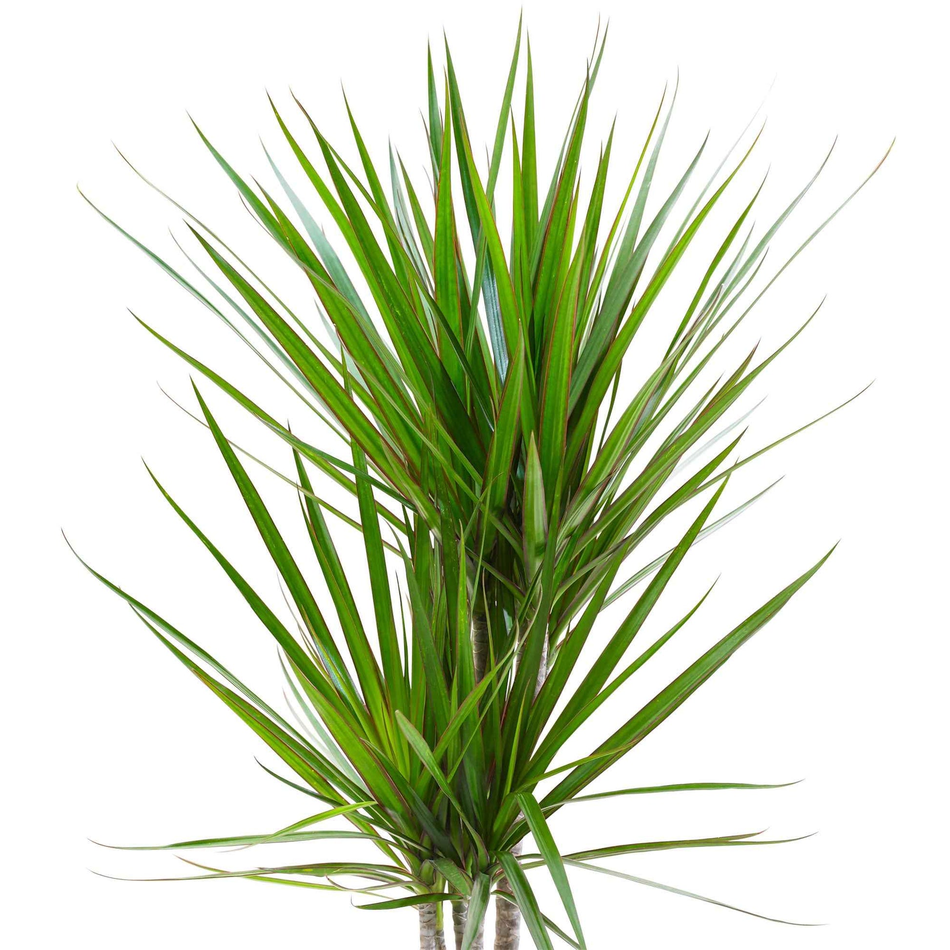 Dracaena - Gerandeter Drachenbaum - Dracaena marginata