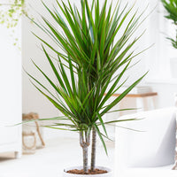 Verkauf Gerandeter Drachenbaum - Dracaena marginata
