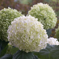 Verkauf Hortensie 'Strong Annabelle'