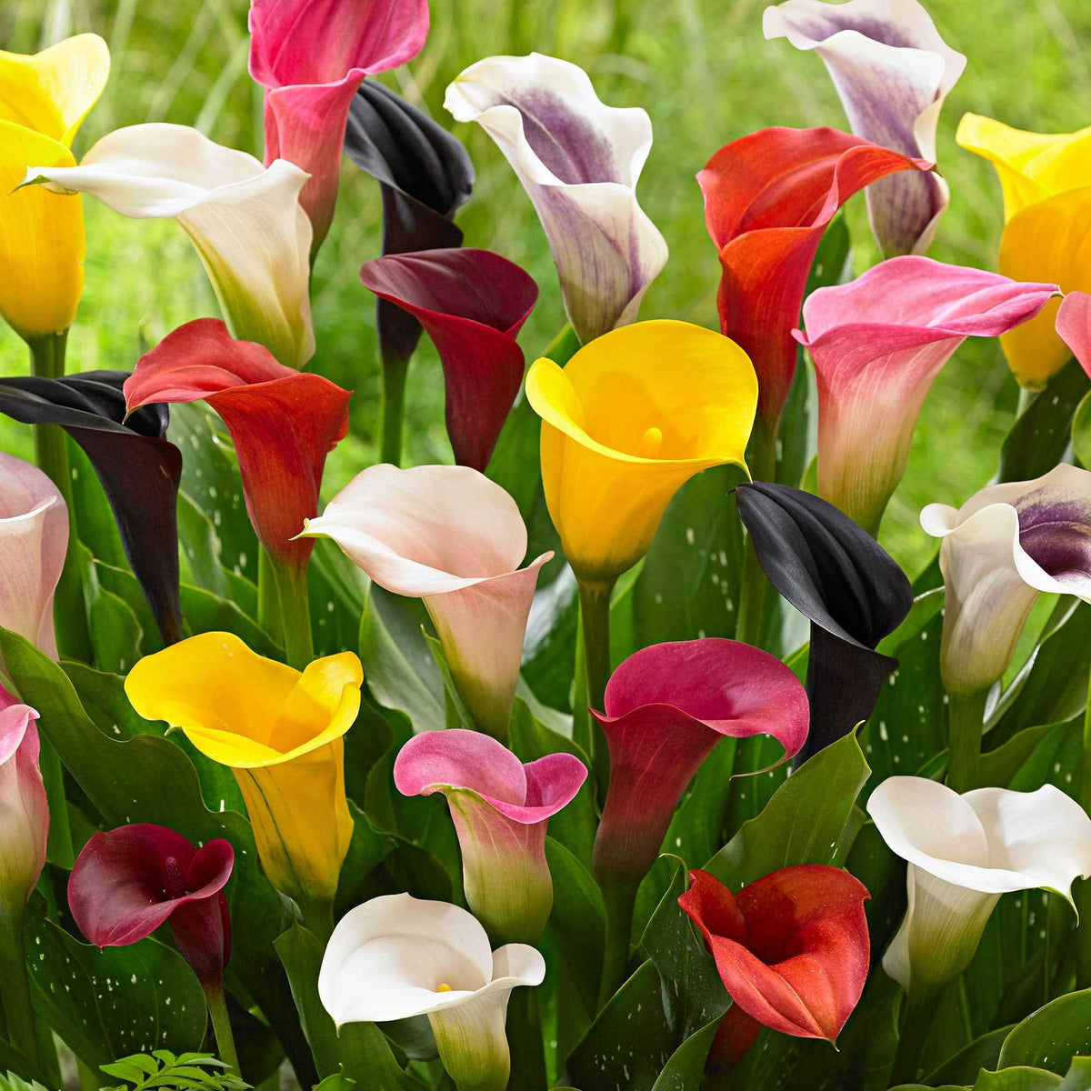 Zantedeschia 'summer time' - Calla Mischung (gelb-rot-rosa) (x3) - Aronstab-Zwiebeln