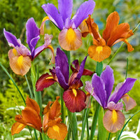 Holländische Iris 'Tiger' Mischung (x40) - Bakker