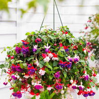 Fuchsien-Kollektion 'Blue Angel', 'Dark Eyes', 'Swingtime' - Bakker