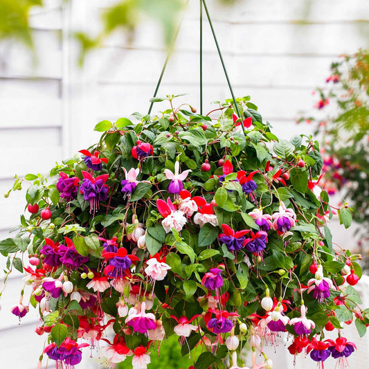 Fuchsien-Kollektion 'Blue Angel', 'Dark Eyes', 'Swingtime' - Bakker