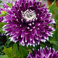 Verkauf Großblütige Dahlie 'Vancouver' (x3) - Dahlia 'vancouver'