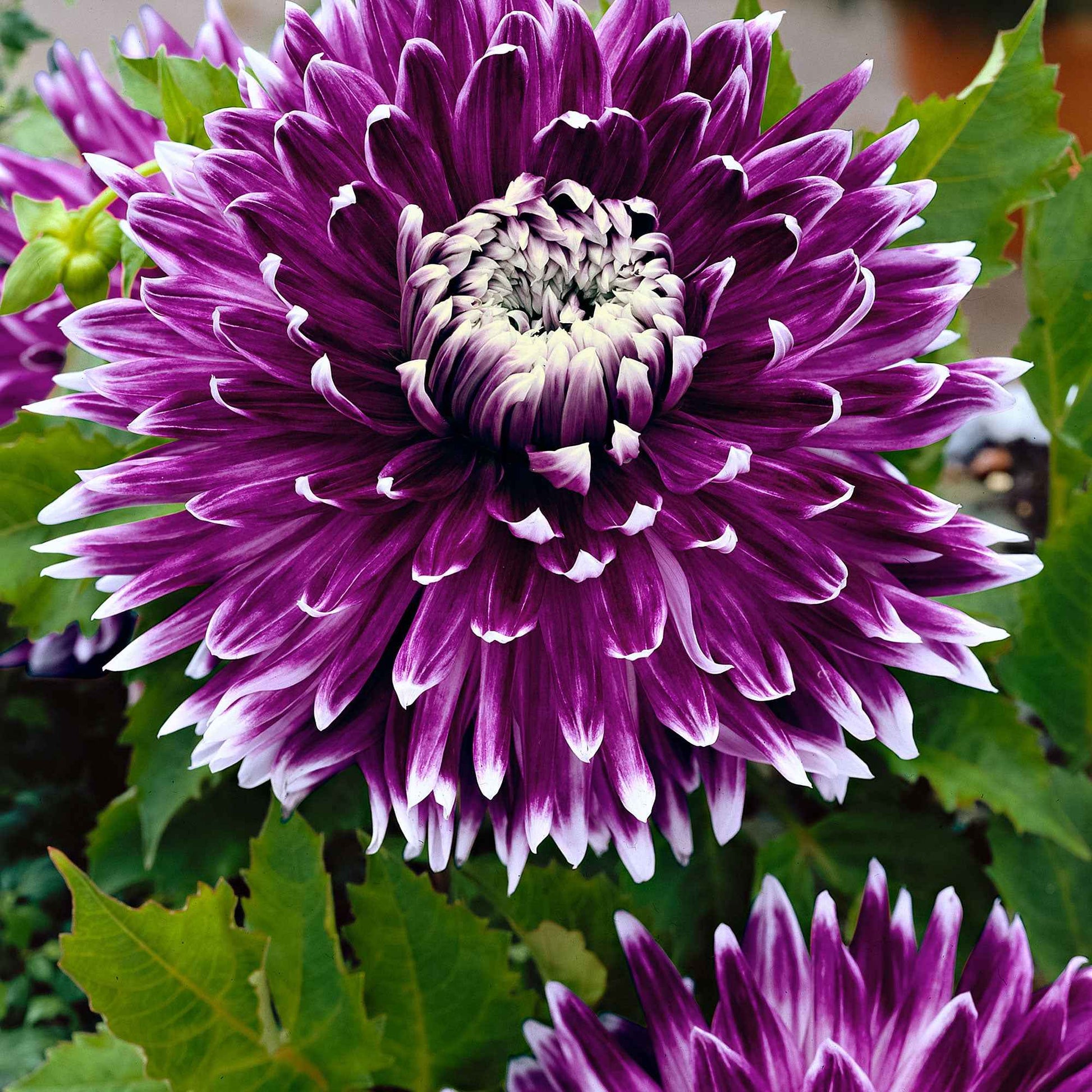 Verkauf Großblütige Dahlie 'Vancouver' (x3) - Dahlia 'vancouver'