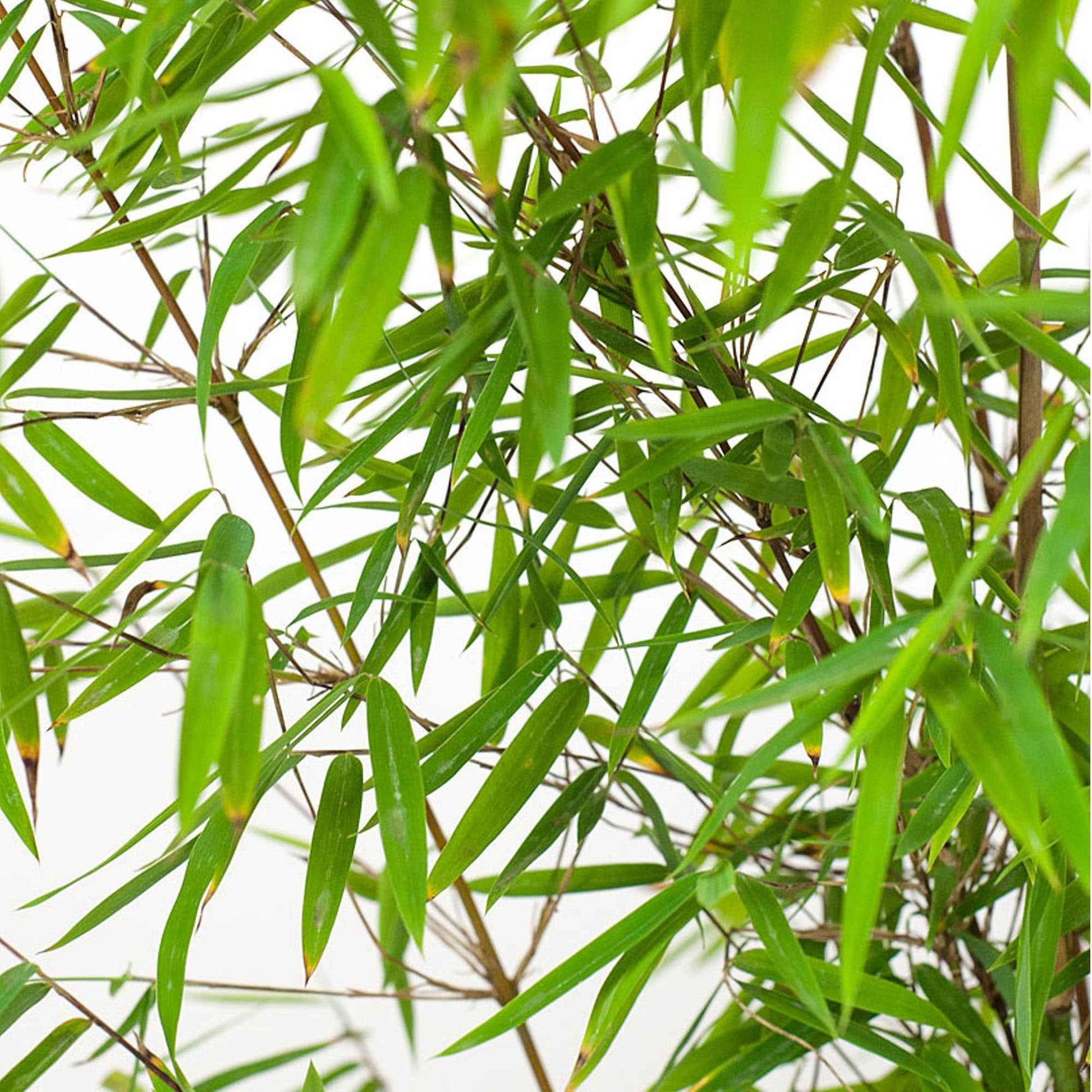 Nicht-invasive Bambusse - Horstbambus 'Jiuzhaigou' - Fargesia nitida Jiuzhaigou