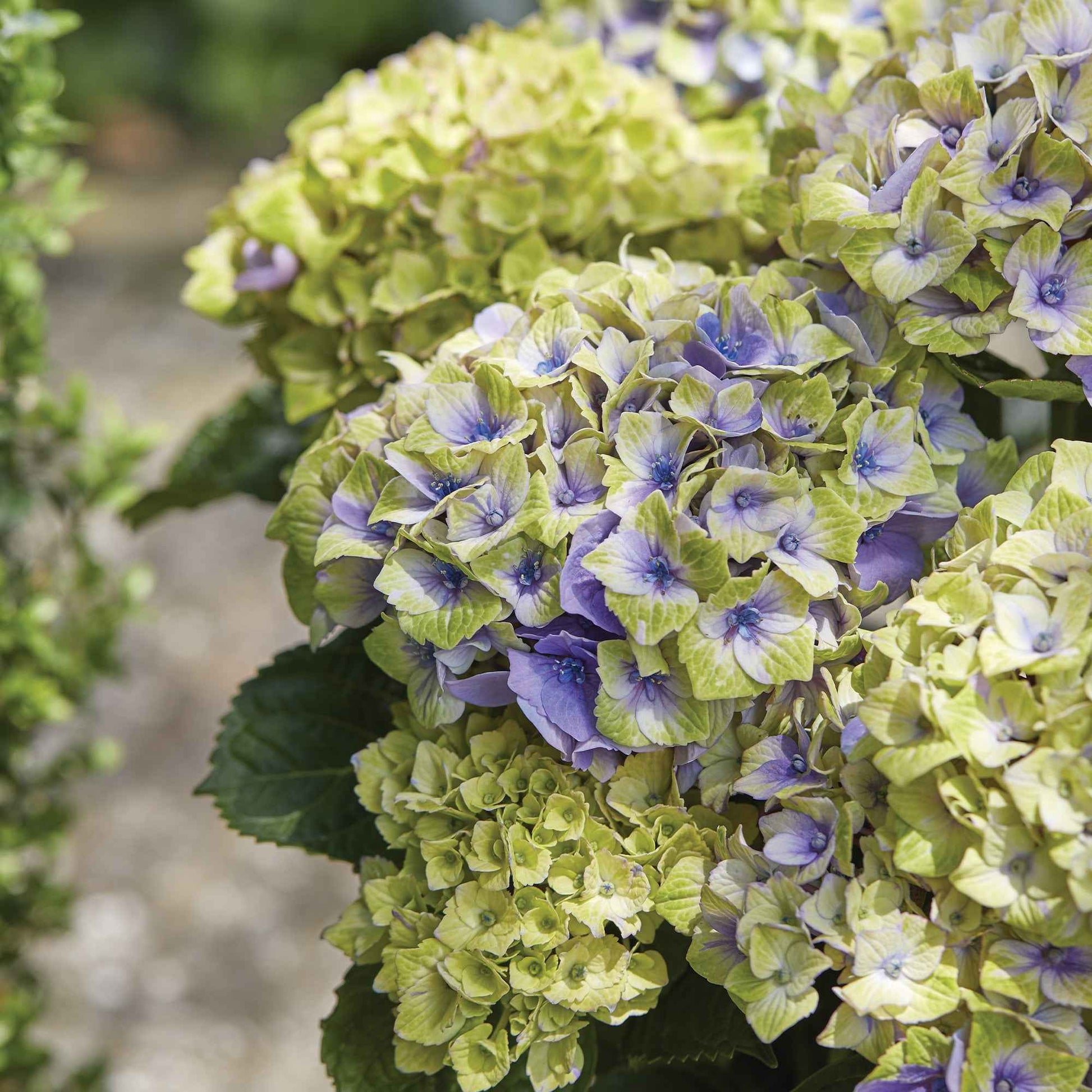 Bauernhortensie 'Jewel' - Hydrangea macrophylla 'jewel' - Bakker
