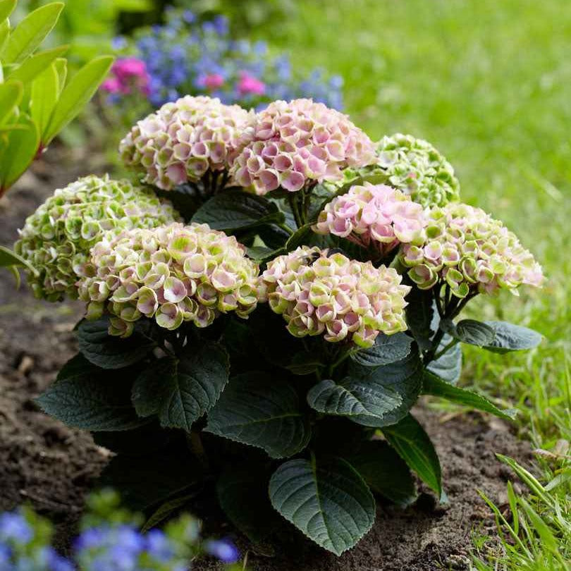 Bauernhortensie 'Revolution Pink' - Hydrangea macrophylla 'revolution pink' - Bakker
