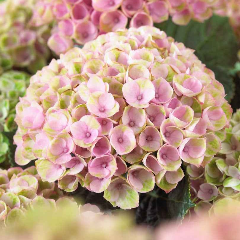 Hydrangea macrophylla 'revolution pink' - Bauernhortensie 'Revolution Pink' - Großblättrige Hortensie