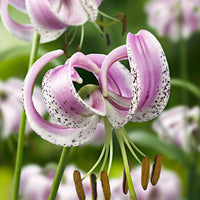 Lankongense Lilie (x3) - Bakker