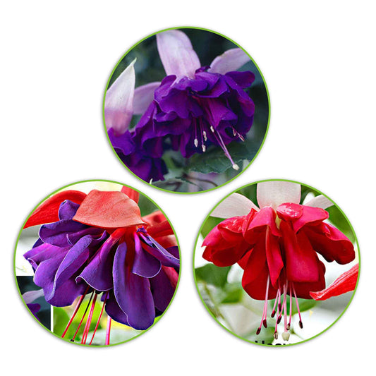 Fuchsien Mischung 'Seventh Heaven' + 'Voodoo' + 'Royal Mosaic' (x3) - Bakker