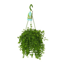 Peperomia isabelle - Zwergpfeffer 'Isabelle' - Fettige Zimmerpflanzen