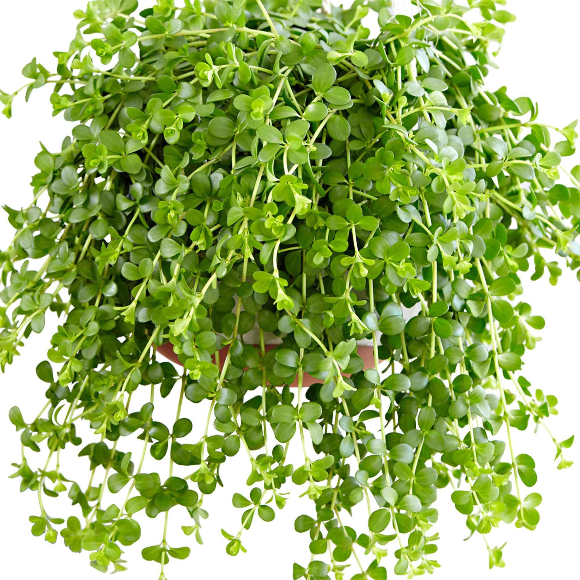 Zwergpfeffer 'Isabelle' - Peperomia isabelle - Bakker