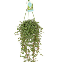Pilea glaucophylla - Kanonierblume - Grüne Zimmerpflanzen