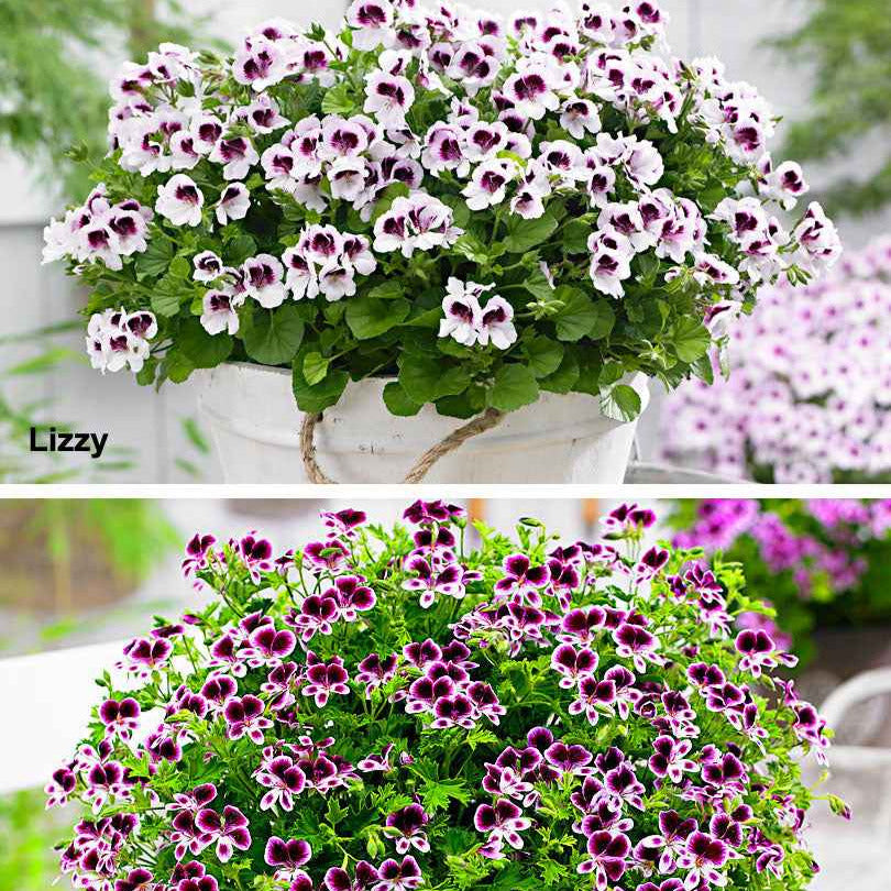Balkonblumen - Geranie 'Mosquitaway Eva' + 'Mosquitaway Lizzy' (x6) - Pelargonium mosquitaway 'eva', 'lizzy'