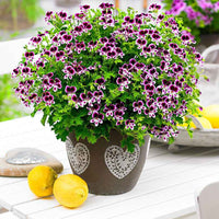 Geranie 'Mosquitaway Eva' + 'Mosquitaway Lizzy' (x6) - Pelargonium mosquitaway 'eva', 'lizzy' - Bakker