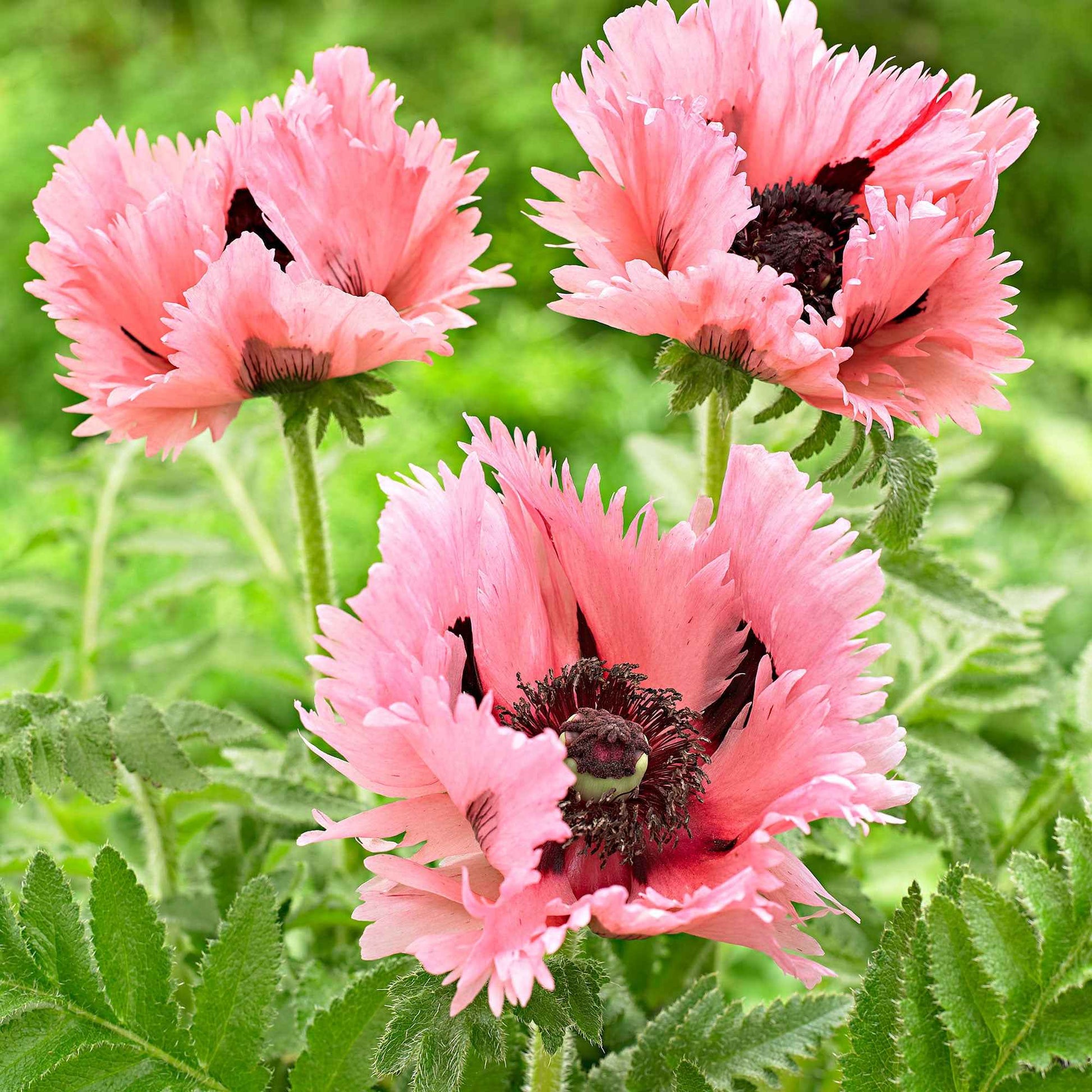 Orientalischer Mohn 'Pink Perfection' (x2) - Papaver orientale Pink Perfection - Bakker