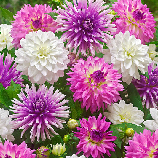 Dahlien Mischung 'All Summer Long' (x5) - Bakker