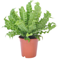 Asplenium nidus crispy wave - Nestfarn 'Crispy Wave' - Grüne Zimmerpflanzen