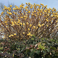 Papierbusch ‘Grandiflora’ - Edgeworthia chrysantha Grandiflora - Bakker