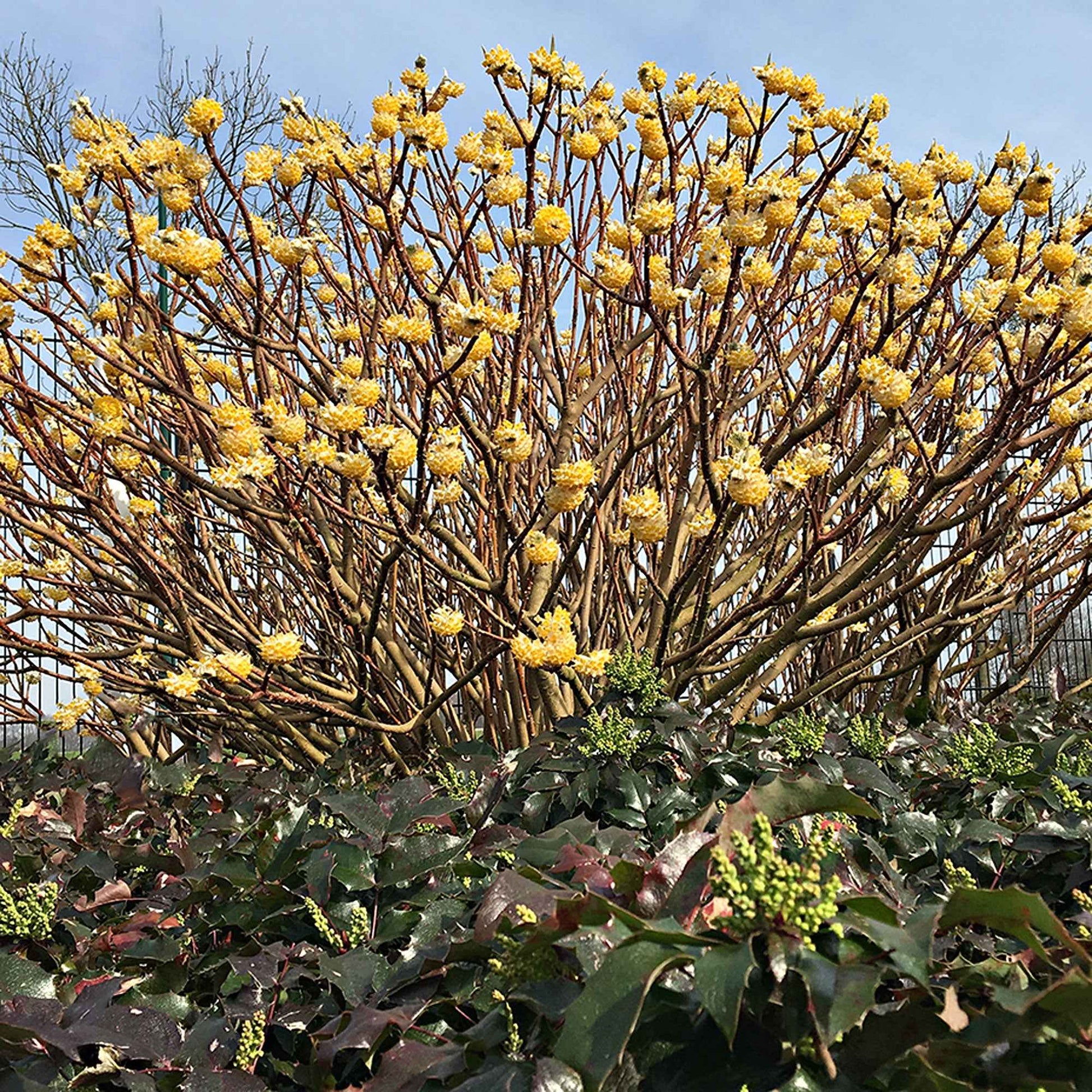 Papierbusch ‘Grandiflora’ - Edgeworthia chrysantha Grandiflora - Bakker