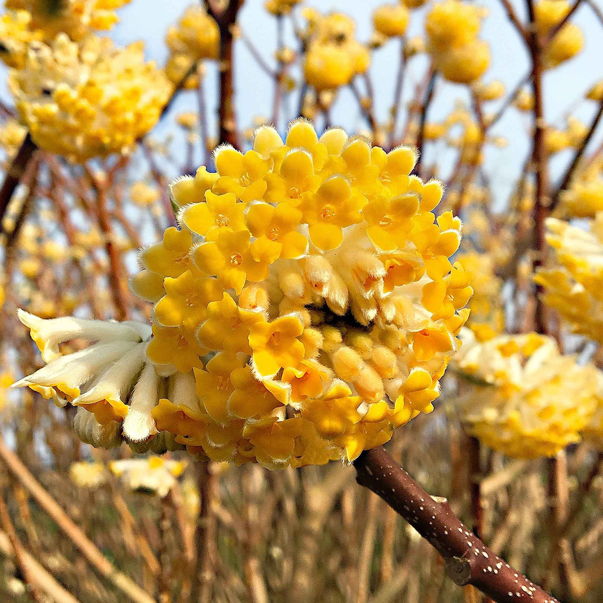 Papierbusch ‘Grandiflora’ - Bakker