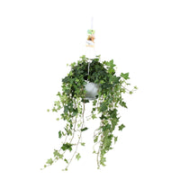 Hedera helix Pittsburgh - Gemeiner Efeu 'Pittsburgh' - Efeu - Hedera