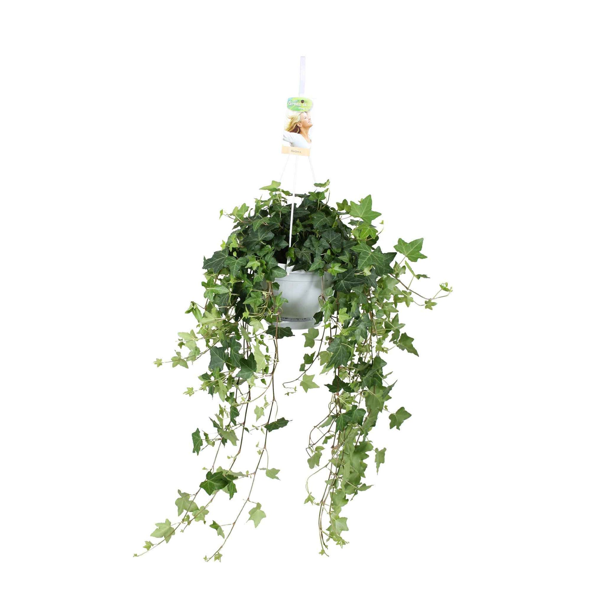 Hedera helix Pittsburgh - Gemeiner Efeu 'Pittsburgh' - Efeu - Hedera