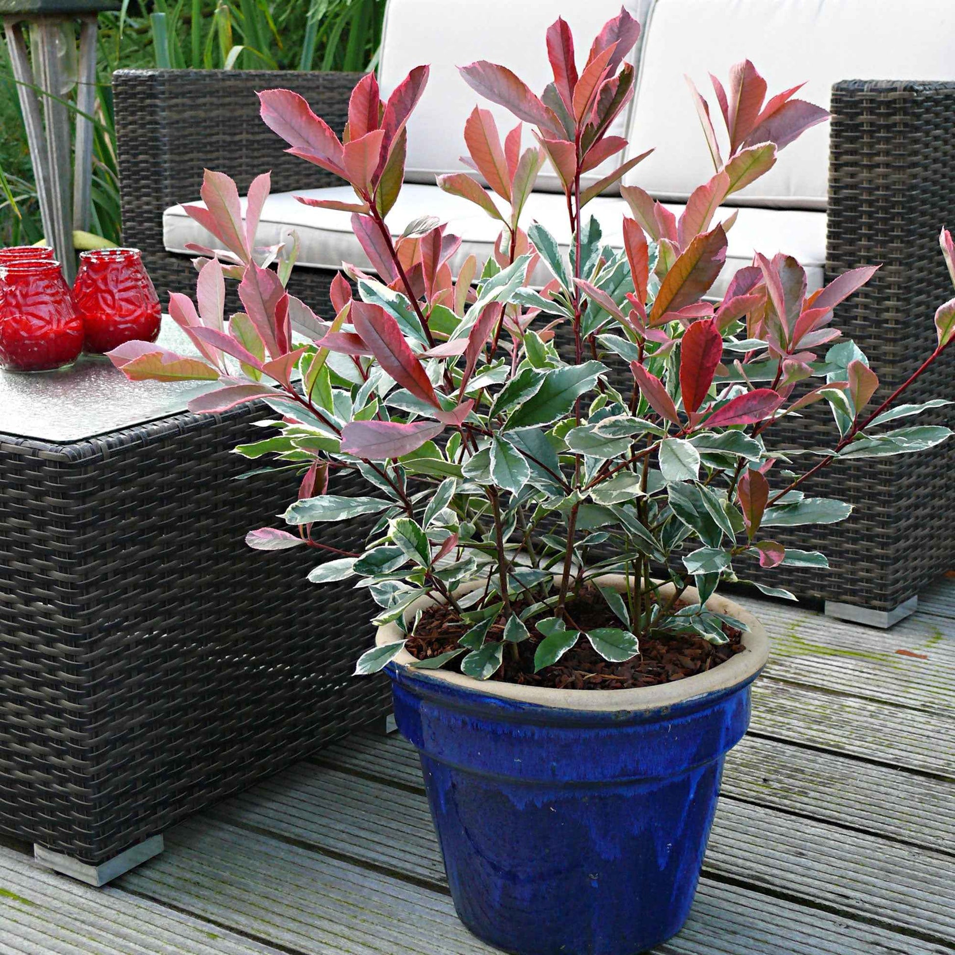 Glanzmispel 'Pink Marble' - Bakker