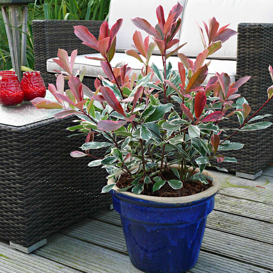 Glanzmispel 'Pink Marble' - Bakker