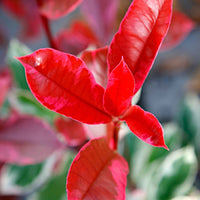 Photinia - Glanzmispel 'Pink Marble' - Photinia fraseri Pink Marble
