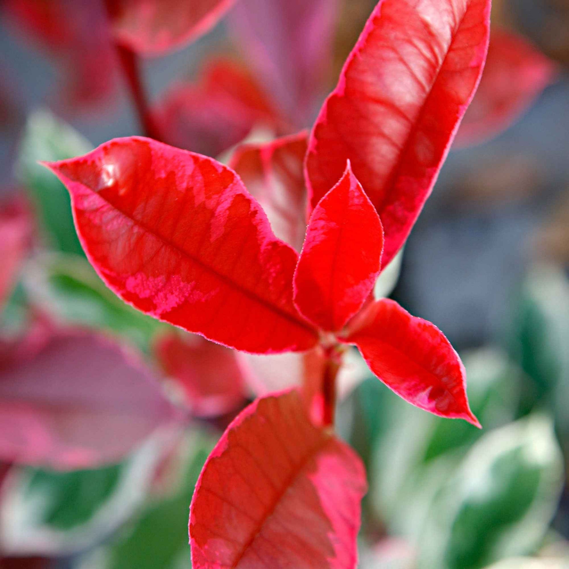 Photinia - Glanzmispel 'Pink Marble' - Photinia fraseri Pink Marble