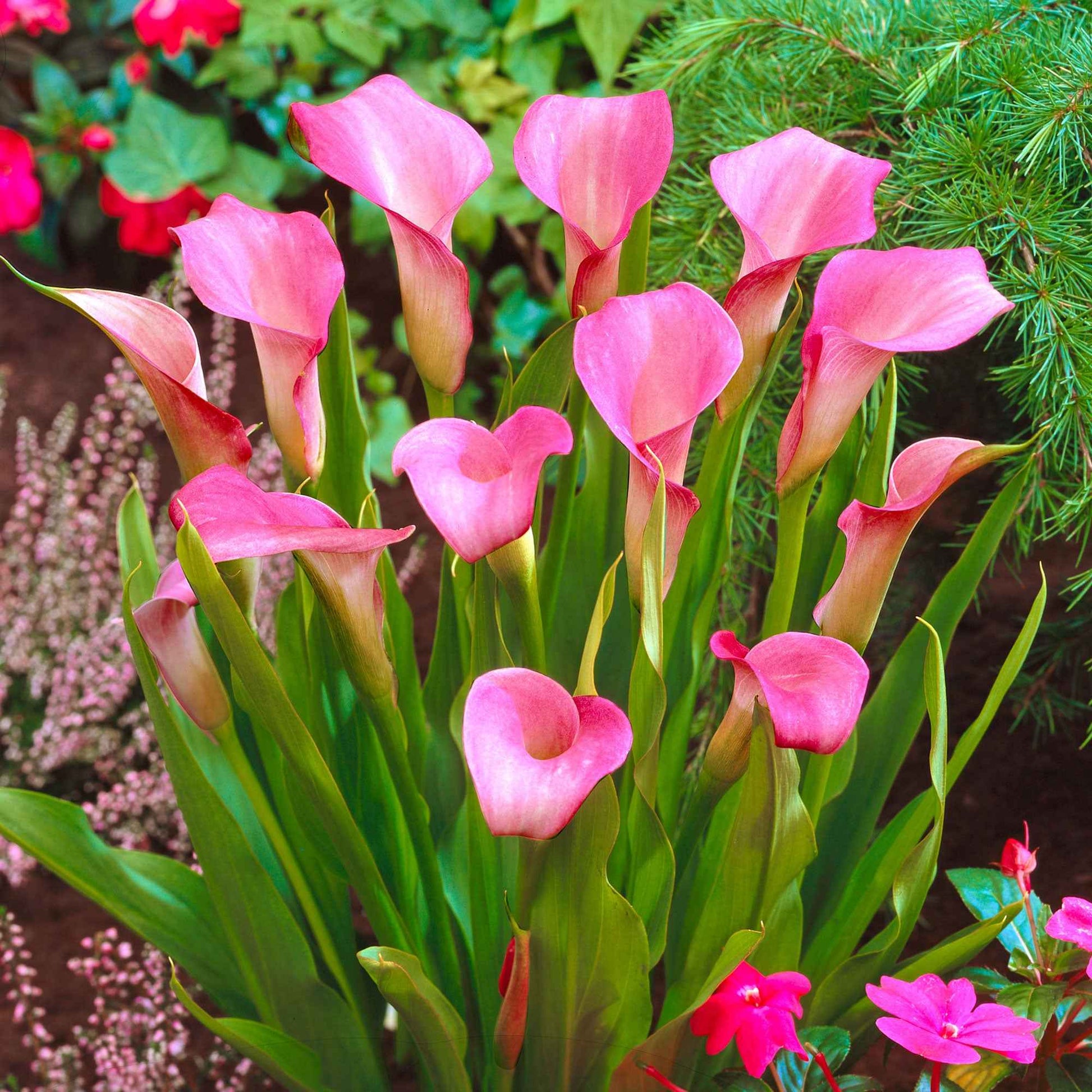 Rehmann-Calla rosa (x2) - Zantedeschia rehmannii - Bakker