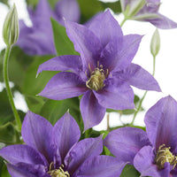 Waldrebe 'Olympia' - Clematis 'olympia' - Bakker