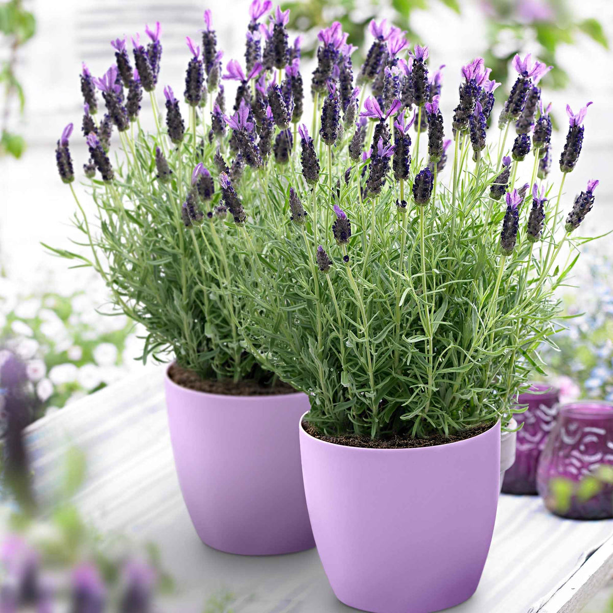 Lavendel 'Anouk' - Bakker