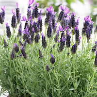 Lavendel 'Anouk' - Lavandula stoechas 'anouk' - Bakker