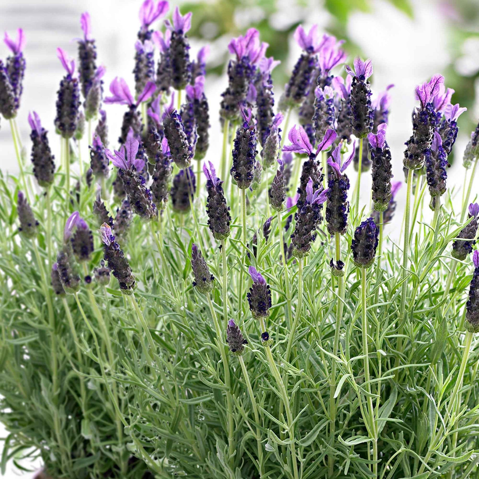 Lavendel 'Anouk' - Lavandula stoechas 'anouk' - Bakker