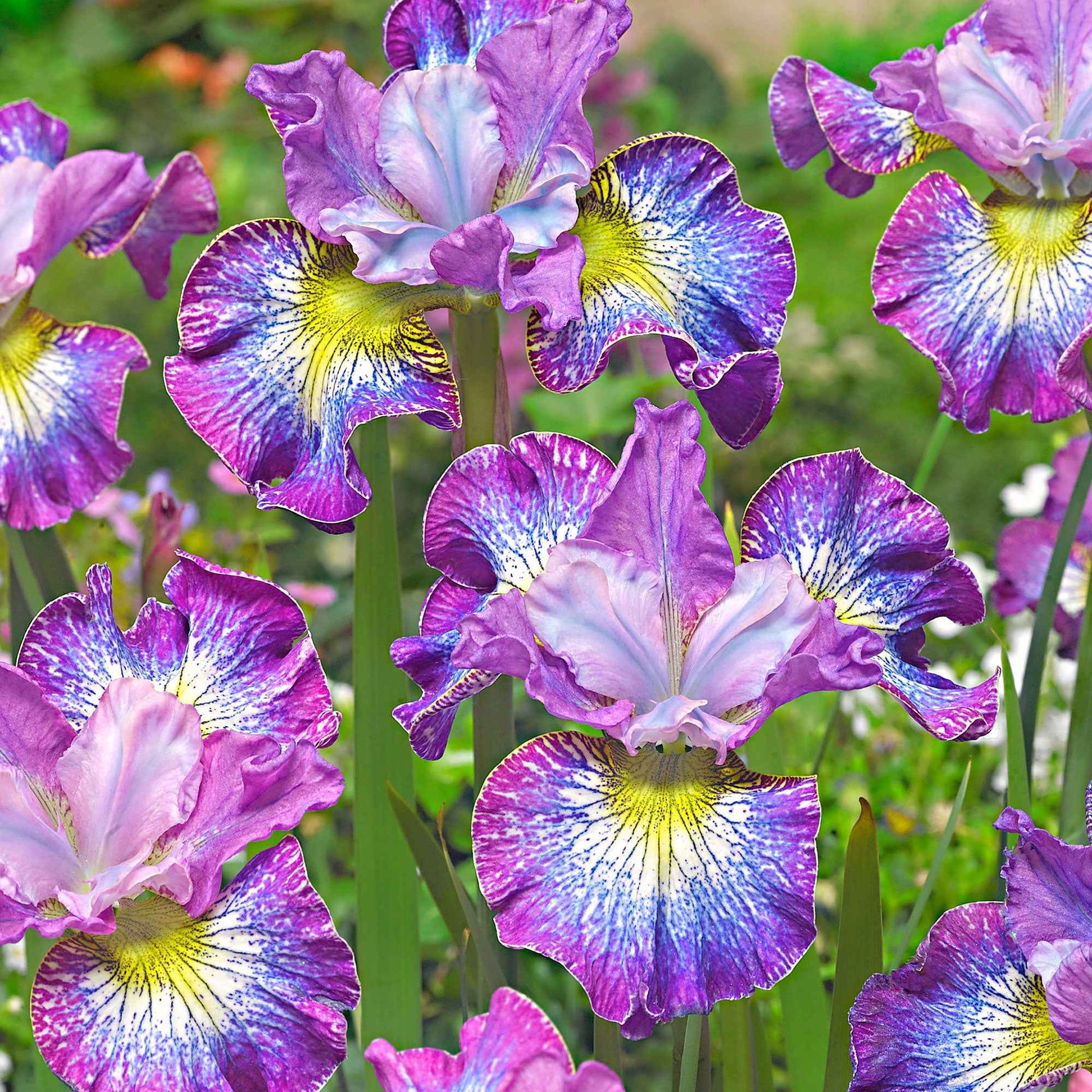 Sibirische Iris 'How Audacious' (x3) - Iris sibirica 'how audacious' - Bakker