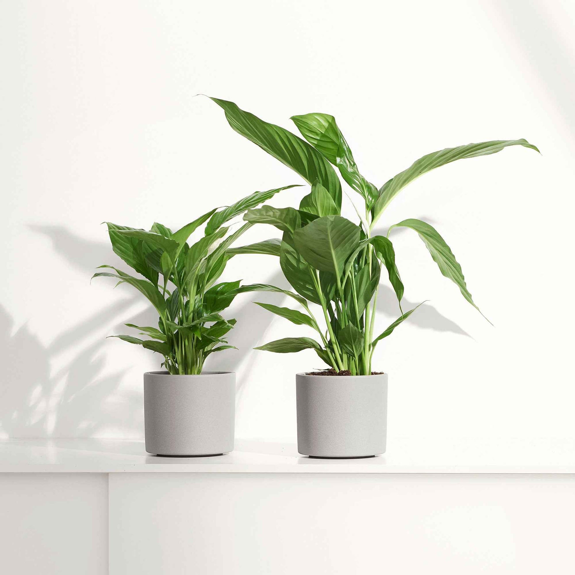 Einblatt Spathiphyllum 'Pearl Cupido' Weiß - Spathiphyllum wallisii 'Pearl Cupido' - Bakker