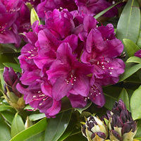 Rhododendron 'Polarnacht' - Rhododendron ponticum Polarnacht - Bakker