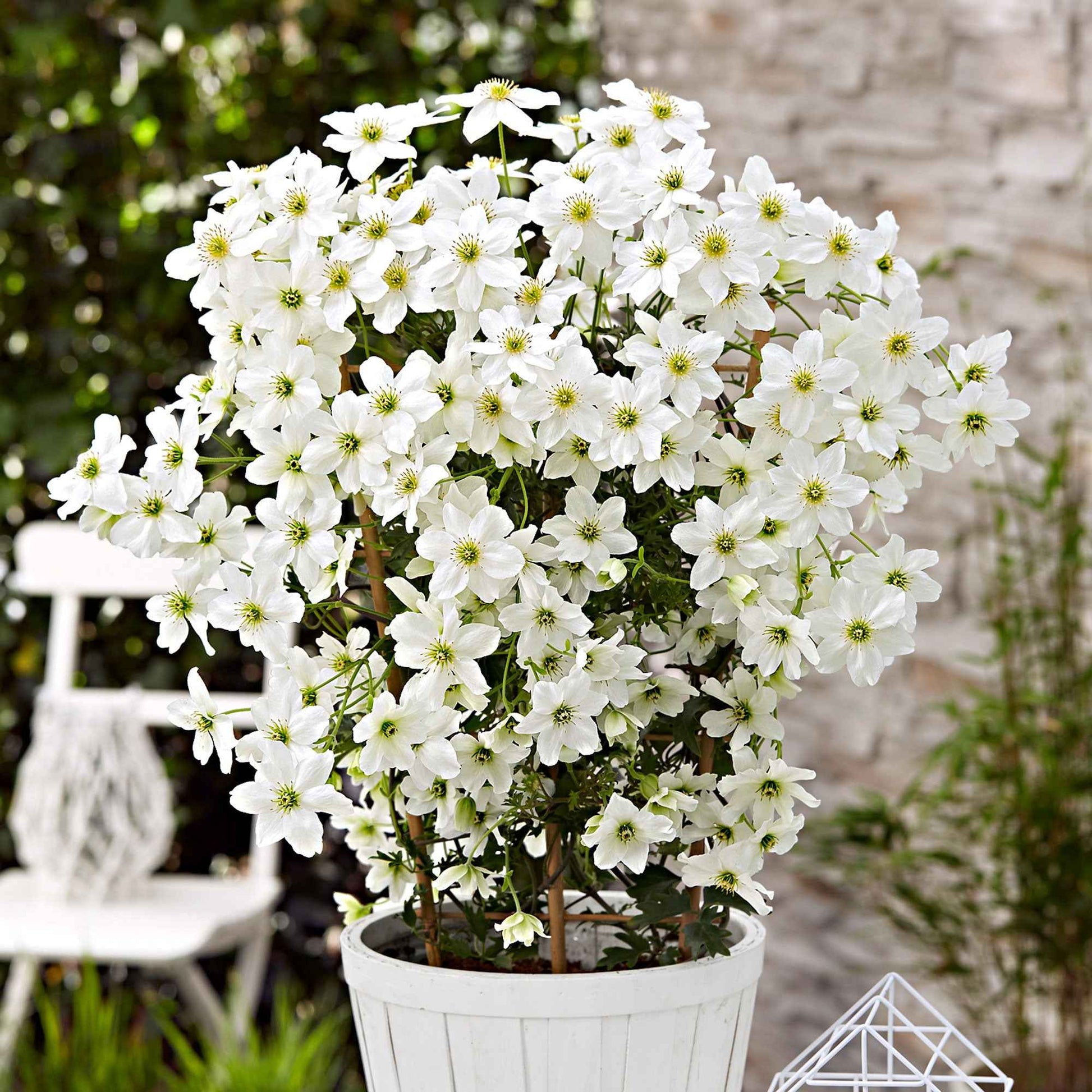 Waldrebe 'Avalanche' - Clematis 'avalanche' - Bakker